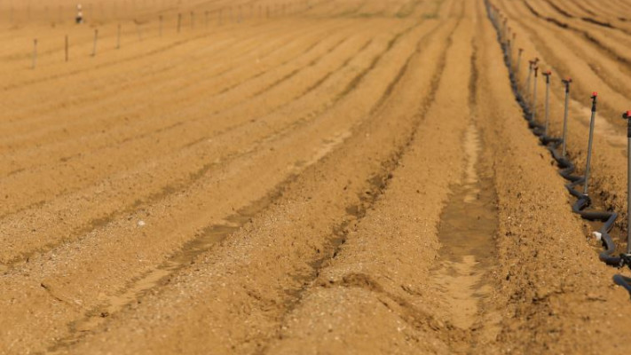 שדה חקלאי ליד אשקלון. צילום: נתי שוחט, פלאש 90