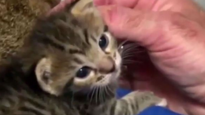 אל תשליחו אותם לאש, ברצינות. צילום: צילום מסך