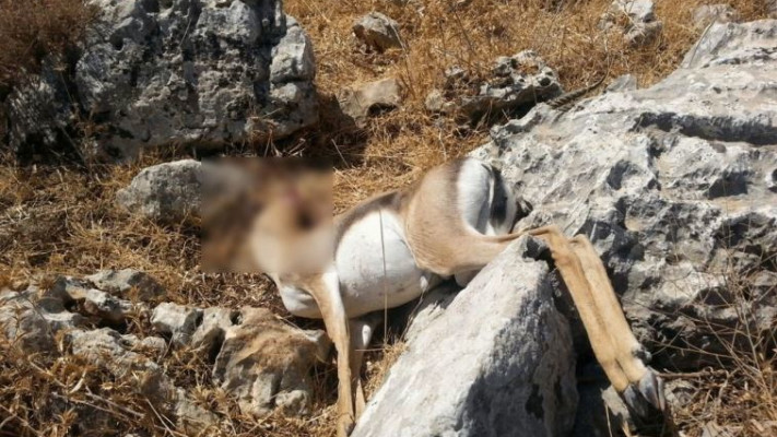 פגר של צבי. צילום: רשות שמורות הטבע והגנים