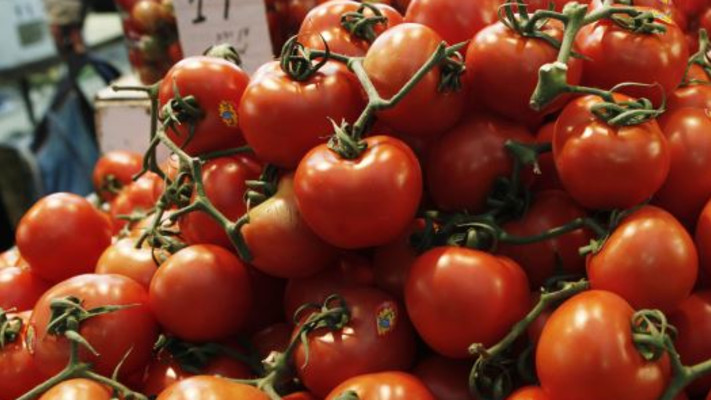 עגבניות, עגבנייה