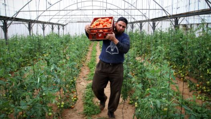 עגבניות, עגבנייה