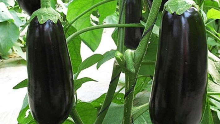 חציל. צילום: יח&quot;צ