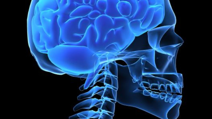 מוח, גולגולת, המוח האנושי