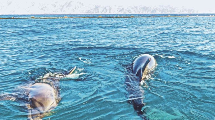 ריף הדולפינים באילת. צילום: מיטל שרעבי