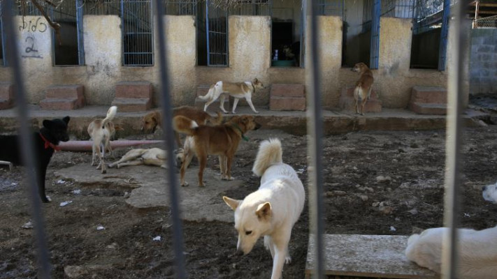 כלבים במקלט ליד ירושלים. נתי שוחט, פלאש 90