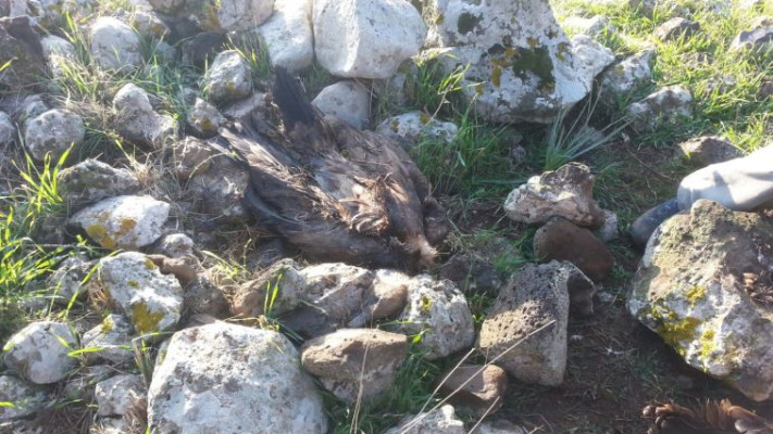 נשר מורעל ברמת הגולן. צילום: איל דרור, רשות הטבע והגנים