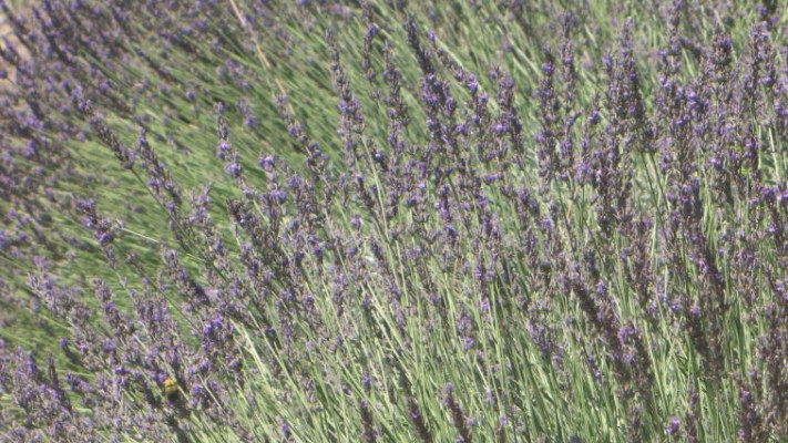 צמח המרווה יעזור לייצר נוגדנים לתאים סרטניים. צילום: מכון וולקני