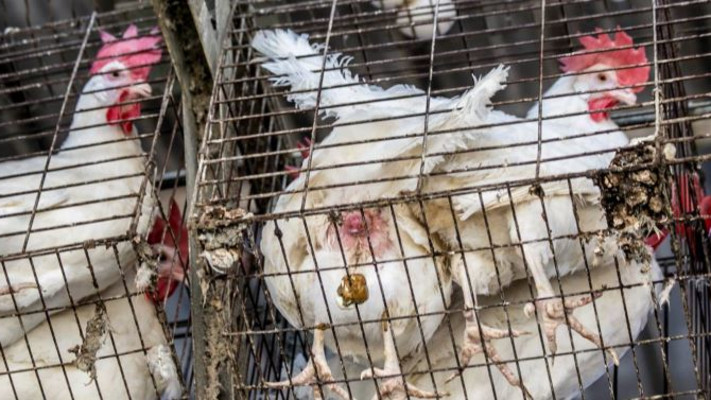 כלובי תרנגולות