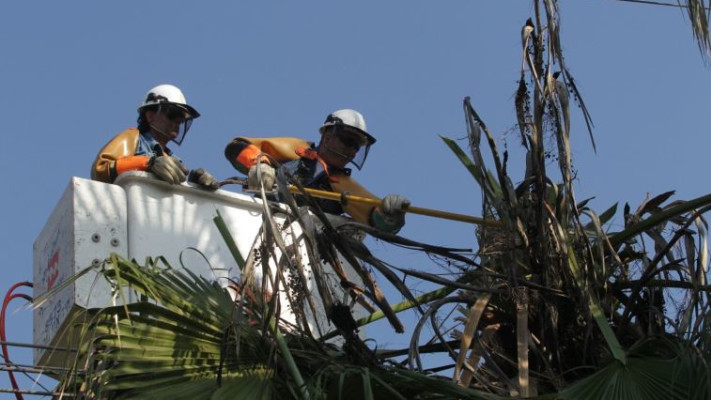 גיזום לקראת הסופה. צילום: יוסי וייס, חברת החשמל