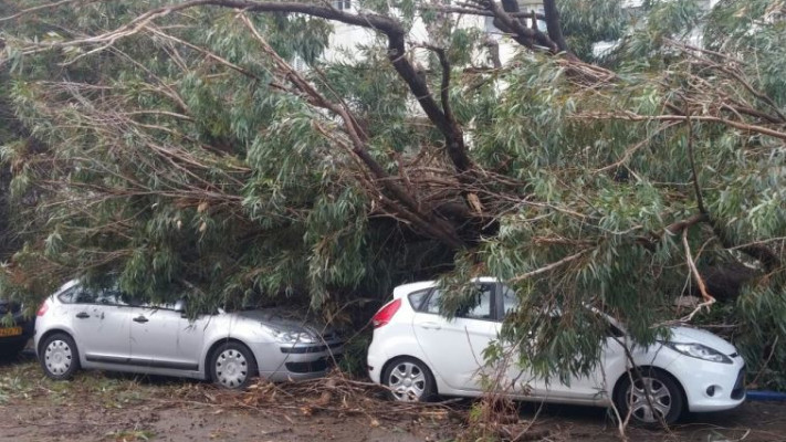 עץ נפל על שני רכבים בת&quot;א. צילום: יובל פיס