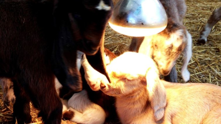 גדיים מתחממים מתחת למנורת חימום. צילום: באדיבות מצפה הימים