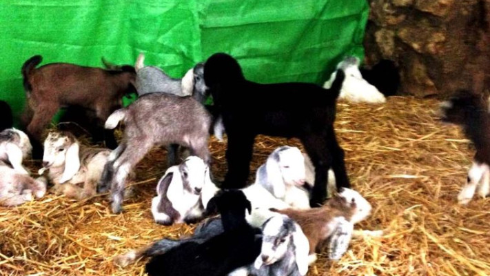 גדיים קטנים בתפזות בדיר של מצפה הימים. צילום: באדיבות מצפה הימים