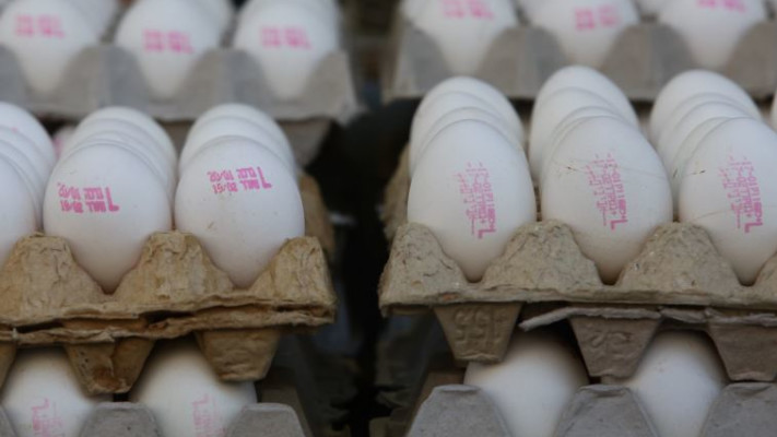 תבנית ביצים