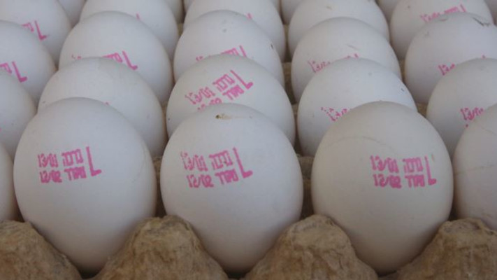 ביצים. צילום: מרק ישראל סלם
