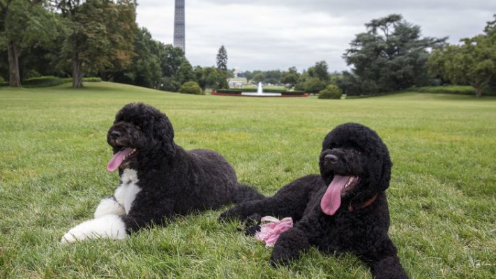 בו וסאני נהנים מהחיים. צילום: רויטרס