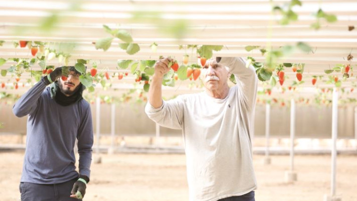 חקלאי בערבה. צילום: מירי צח 