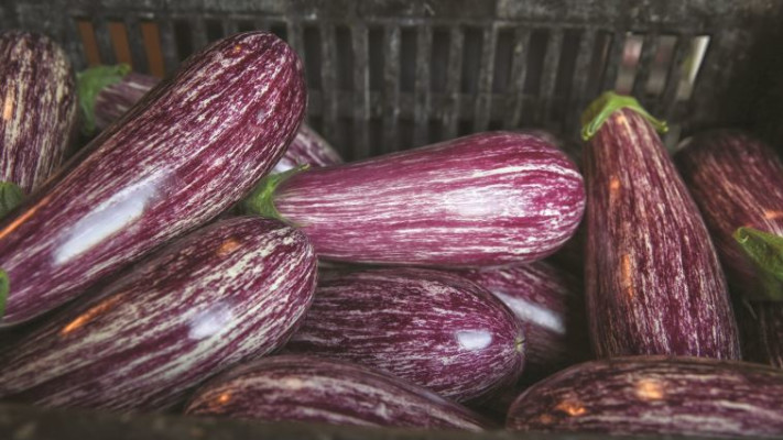 חצילים תוצרת הערבה. צילום: מירי צחי