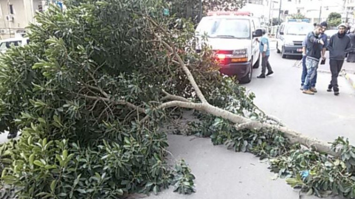 העץ שקרס בר&quot;ג. צילום: דוברות מד&quot;א