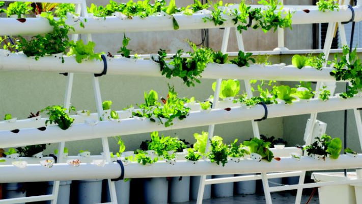 גינה טיפולית בבת ים. צילום: תמר דרסלר 