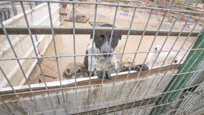 חברו הטוב של האדם. צילום: פלאש 90