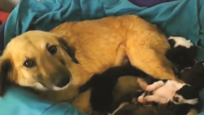 כלבה שניצלה משטופונות בנגב וגוריה. צילום: צילום מסך