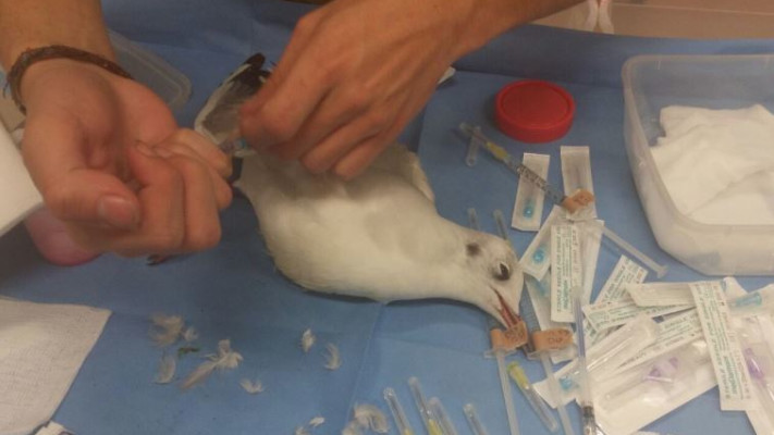 טיפול בשחף, היום. צילום: דוברות הספארי