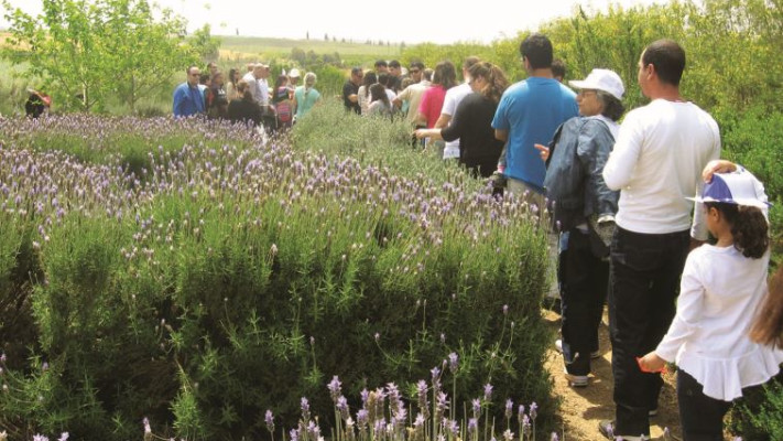 טיול משפחות במבוך מרים. צילום: מרים שדה