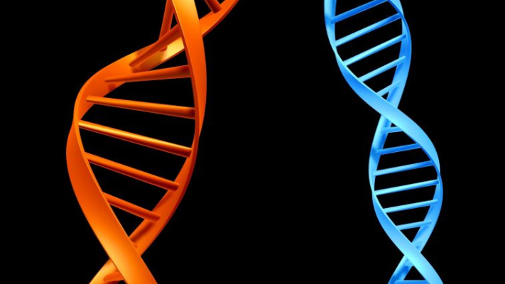 דנ&quot;א. צילום: אינג אימג