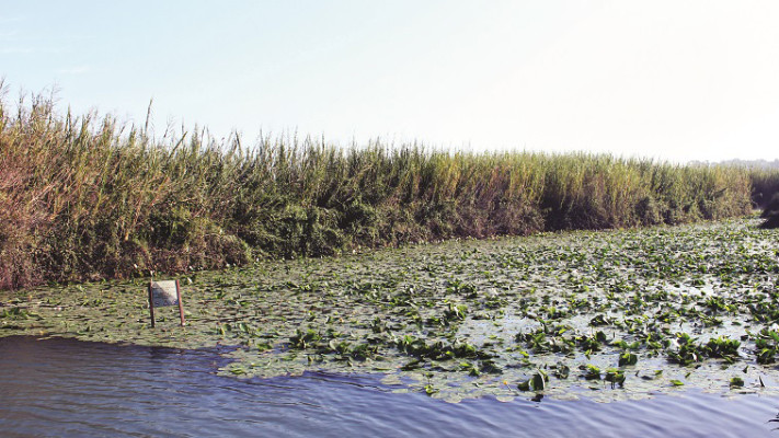 בריכת הנופרים. צילום: באדיבות רשות נחל הירקון