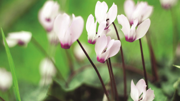שביל הרקפות. צילום: מיטל שרעבי