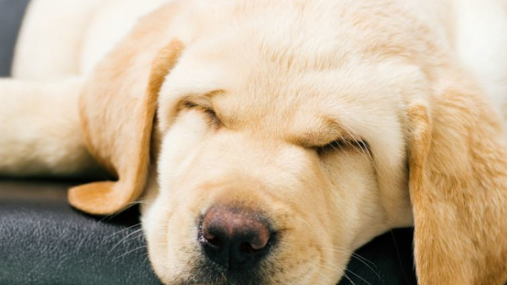 לכלבים יש חוש ריח מצוין, הם מריחים נפולת ביולוגית מקילומטר. צילום:  אינגאימג'