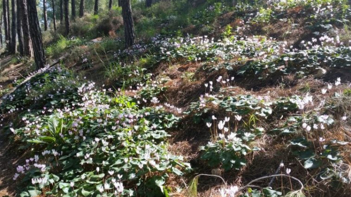 פריחת רקפות בגבעת הרקפות. צילום: אירית כליף
