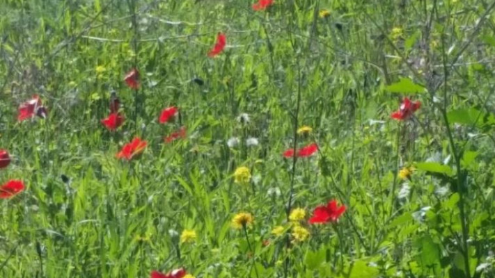 פריחת כלניות וחרציות ביער מנשה. צילום: אירית כליף