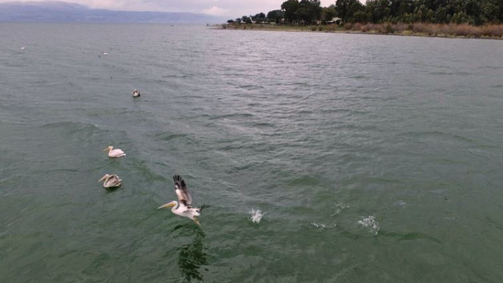 שקנאים מעל  לכינרת. צילום: אבי אריש, רשות הכינרת