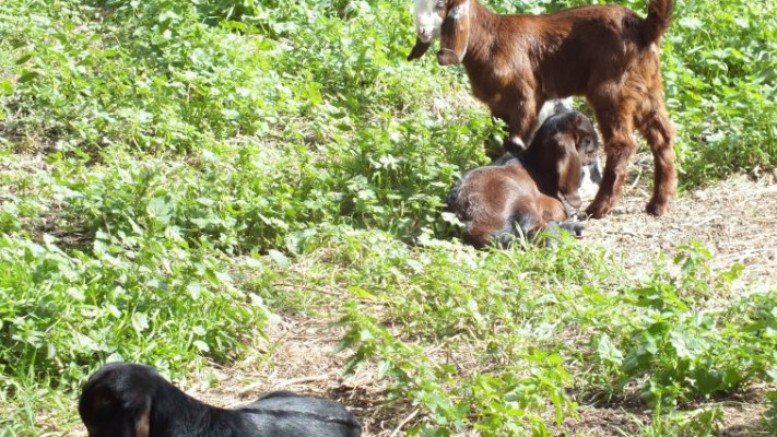 חוות יערן. צילום: קרני אלדד