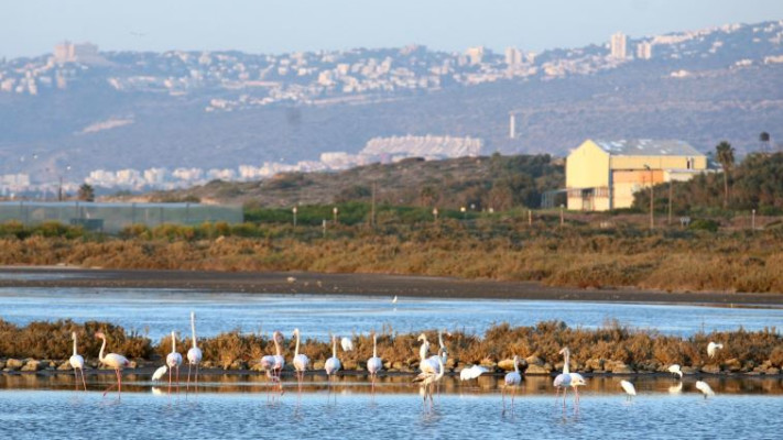 בריכות דגים בעתלית. להרוס ענף שלם בשביל חיסכון של 4 שקלים למשפחה. צילום: יוסי זמיר, פלאש 90