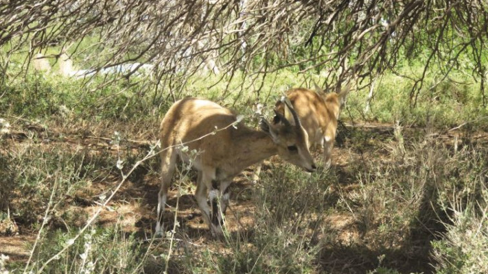 בעלי חיים סמוך לקברו של בן גוריון. צילום: מיטל שרעבי