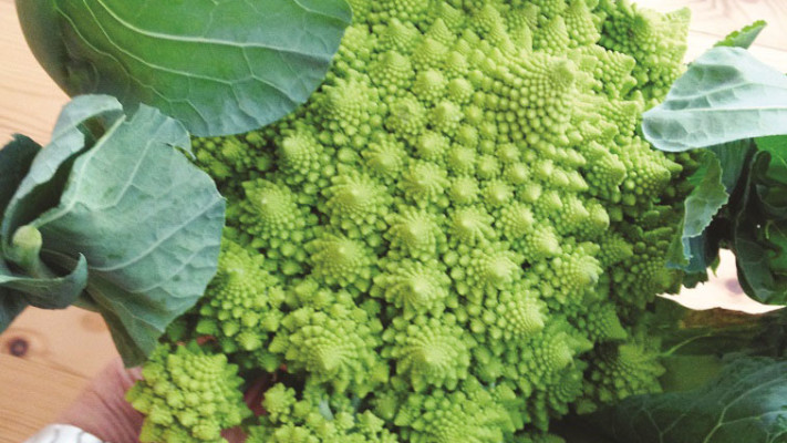 טעם מושלם, כרובית אלמוגים. צילום: פסקל רובין פרץ