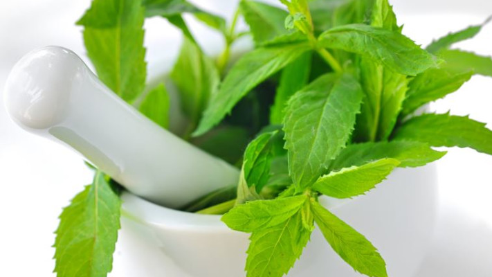 צמחי מרפא. צילום: אינגאימג'