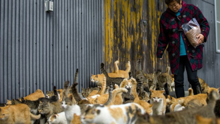 אישה מאכילה חתולים באי אאושימה. &quot;גן העדן של החתולים&quot;. צילום: רויטרס