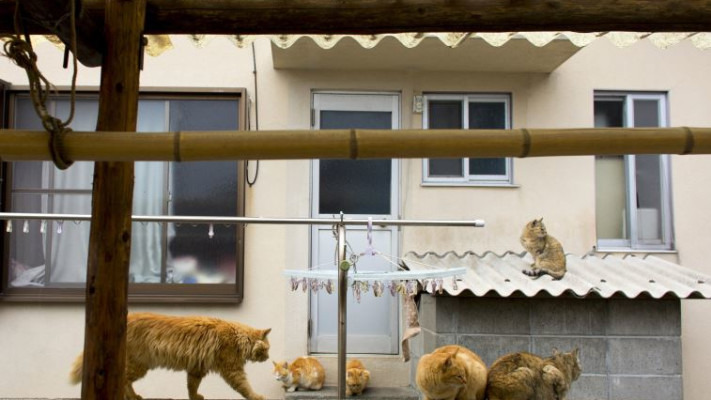 גם על הגג. חתולים באי אאושימה. צילום: רויטרס 