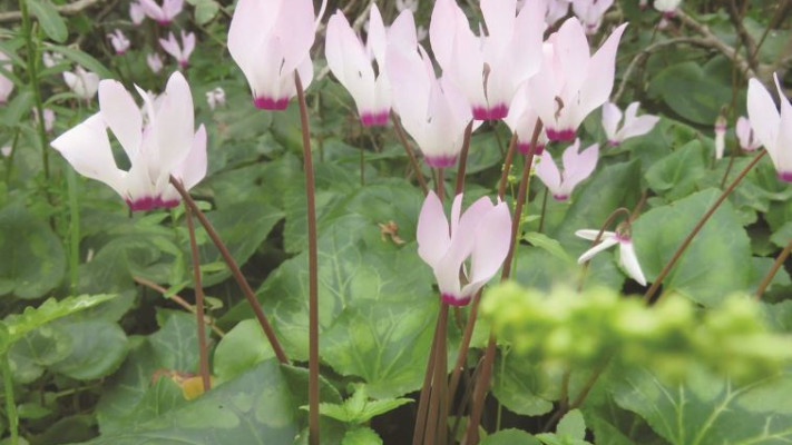 רקפות בגן הלאומי חוף השרון. צילום: מיטל שרעבי