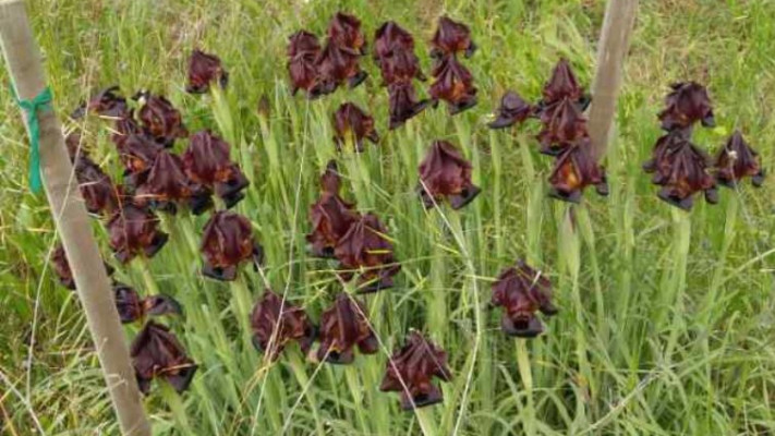 אירוס הגלבוע פורח. צילום: קק&quot;ל