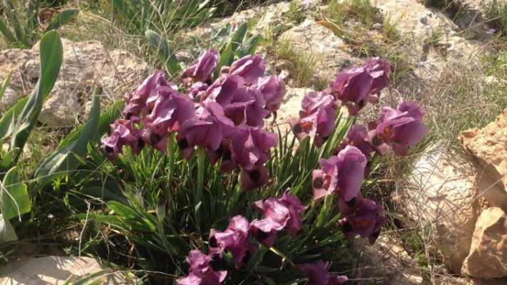 אירוס הגלבוע פורח. צילום: קק&quot;ל