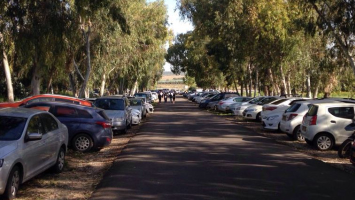 אלפי מטיילים הגיעו ליער הגלבוע לצפות באירוסים. צילום: קק&quot;ל