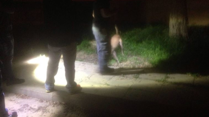 זירת הרצח בבאר שבע. צילום: דוברות המשטרה