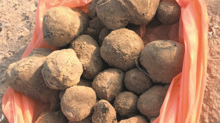 מאות אלפי דולרים לקילוגרם, פטריות כמהין. צילום: יאסר עוקבי