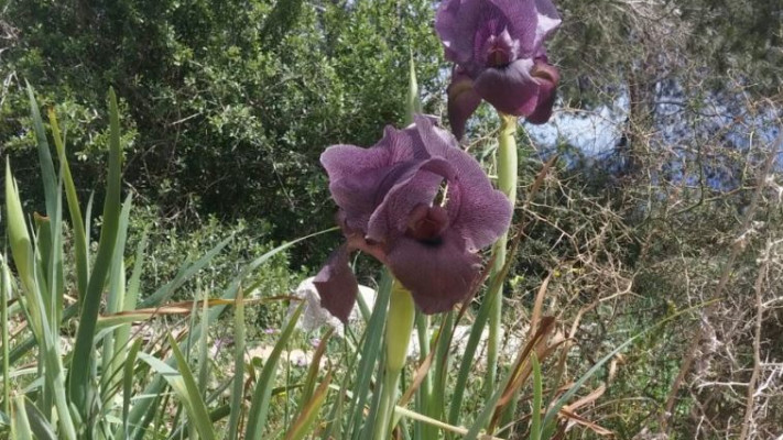 אירוס הגלבוע . צילום: קק&quot;ל