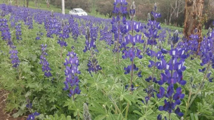 מרבדי פריחה בצפון. צילום: קק&quot;ל