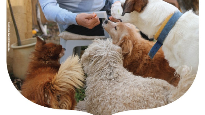 עמיר פרץ עם ארבעת הכלבים שלו. צילום: אוהד פרץ